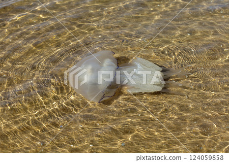 Large marine jellyfish, in a natural habitat Large marine jellyfish, in a natural habitat 124059858