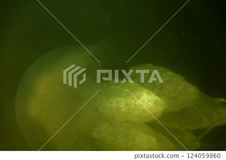 Large marine jellyfish, in a natural habitat 124059860