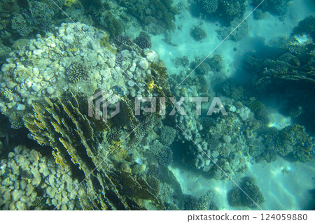 sea fish, coral reef, underwater sea fish, coral reef, underwater 124059880
