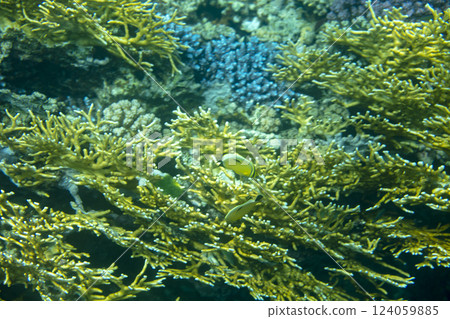 sea fish, coral reef, underwater sea fish, coral reef, underwater 124059885