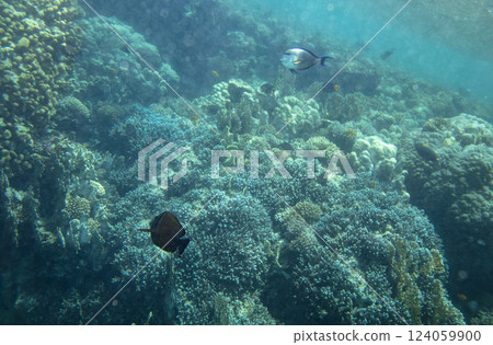 sea fish, coral reef, underwater sea fish, coral reef, underwater 124059900