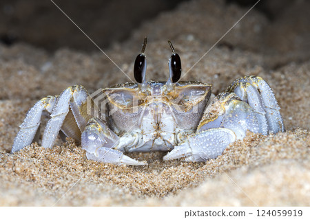 small crab on the beach, night shooting by the ocean 124059919