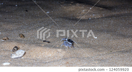 small crab on the beach, night shooting by the ocean 124059920
