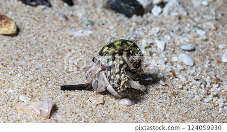 small hermit crab on the beach, night shooting by the ocean 124059930