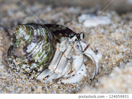 small hermit crab on the beach, night shooting by the ocean 124059931