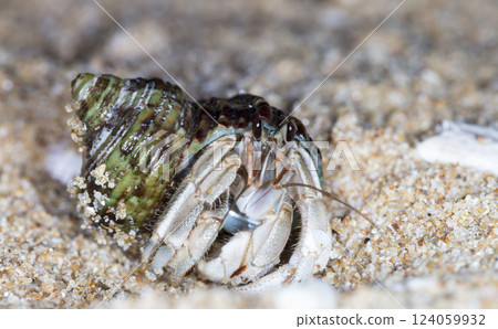 small hermit crab on the beach, night shooting by the ocean small hermit crab on the beach, night shooting by the ocean 124059932