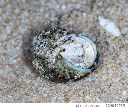 small hermit crab on the beach, night shooting by the ocean 124059935
