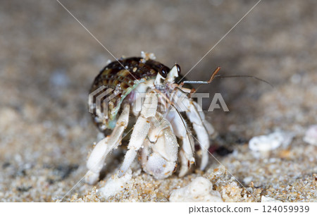 small hermit crab on the beach, night shooting by the ocean 124059939