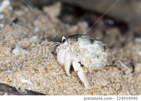 small hermit crab on the beach, night shooting by the ocean 124059940