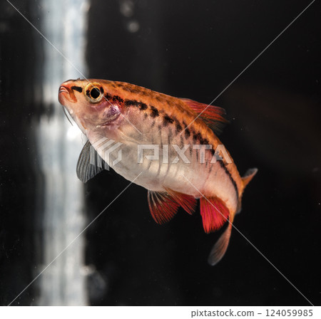 Aquarium fish neon, close-up Aquarium fish neon, close-up 124059985