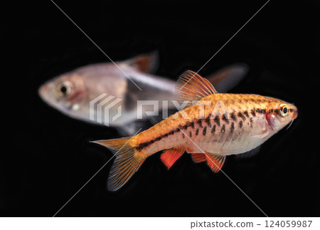 Aquarium fish neon, close-up 124059987