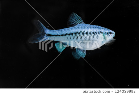 Aquarium fish neon, close-up 124059992