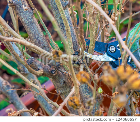 Pruning tree branches with scissors. Gardener trimming old tree branches with hand pruners. 124060657