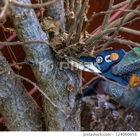 Pruning tree branches with scissors. A gardener trims branches of an old tree with hand pruners. Trimming hibiscus syriacus. Pruning tree branches with scissors. A gardener trims branches of an old tree with hand pruners. Trimming hibiscus syriacus. 124060658