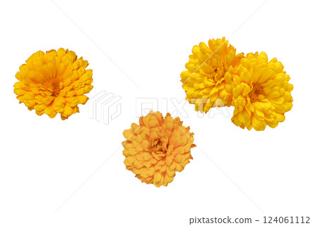 金盞花頭狀花序 124061112