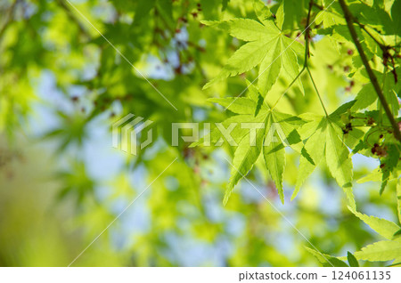 [嫩葉] 楓樹的新綠葉 124061135