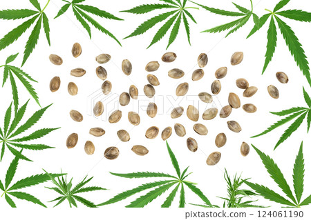Cannabis leaf isolated on white background with full depth of field Cannabis leaf isolated on white background with full depth of field 124061190