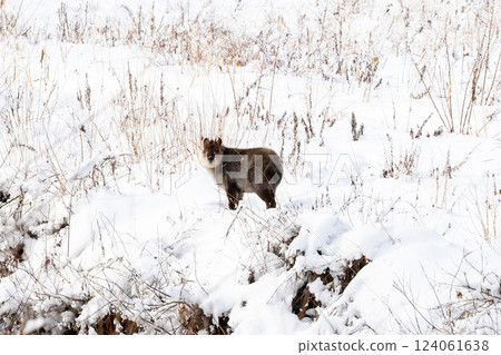 【日本鬣羚】一隻鬣羚回首望向河邊的雪原 124061638