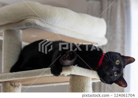 Black cat  124061704