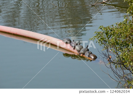 A turtle basking in the sun (Kawasoko Pond, Tennoji Park/Chausuyamacho, Tennoji Ward, Osaka City, Osaka Prefecture) 124062034