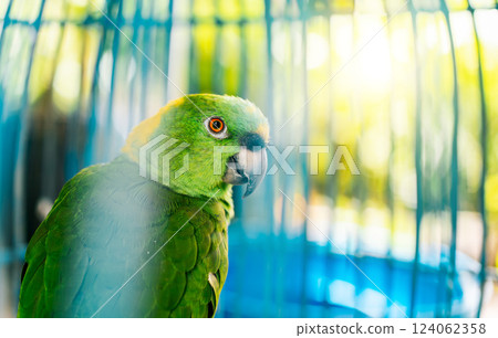 Close up of a beautiful green parrot looking at camera. Portrait of beautiful yellow-naped parro Close up of a beautiful green parrot looking at camera. Portrait of beautiful yellow-naped parro 124062358