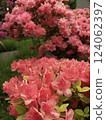 生動的杜鵑花 124062397