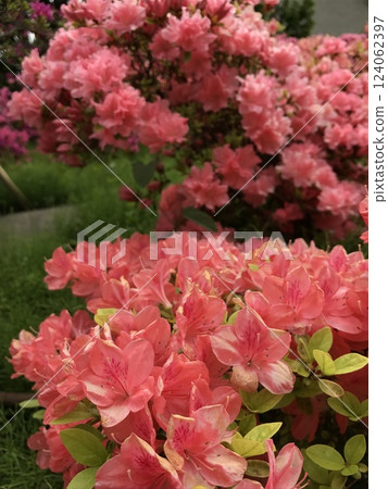 生動的杜鵑花 124062397