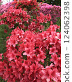 盛開的紅杜鵑花 124062398