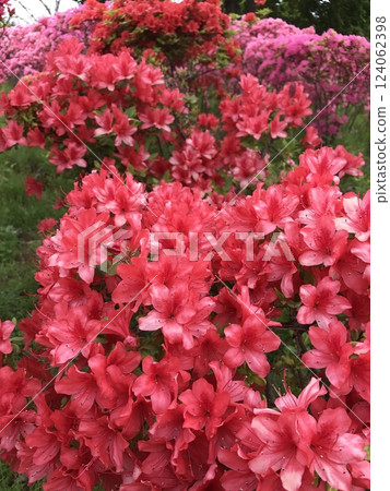 盛開的紅杜鵑花 盛開的紅杜鵑花 124062398