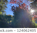 陽光透過秋天的樹葉照耀著 124062405