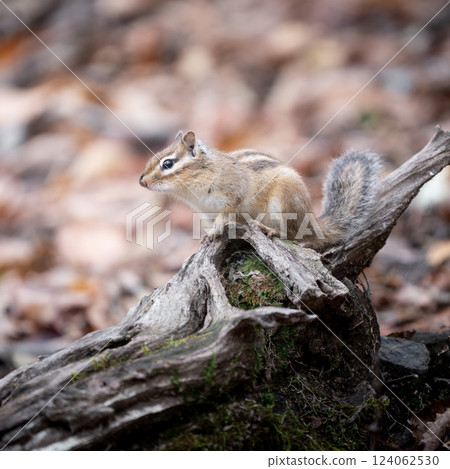 Hobby mountaineering: The moment when a chipmunk stands still in the forest④ 124062530