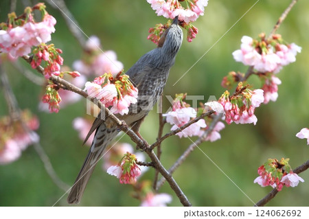 A brown-eared bulbul drinking nectar from the Ookanzakura cherry tree 124062692