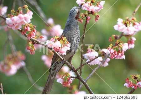 A brown-eared bulbul drinking nectar from the Ookanzakura cherry tree A brown-eared bulbul drinking nectar from the Ookanzakura cherry tree 124062693