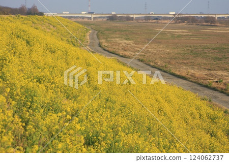 黃色油菜花和新上部大橋(2022年3月11日)群馬縣太田市寧靜的春日 黃色油菜花和新上部大橋(2022年3月11日)群馬縣太田市寧靜的春日 124062737