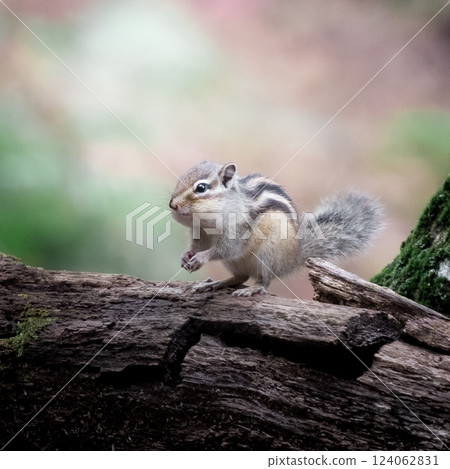 Chipmunk eating walnuts on a tree 124062831