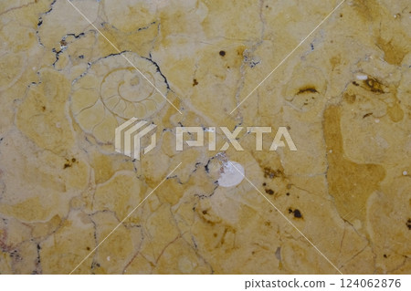 Ammonite fossils on a marble wall Ammonite fossils on a marble wall 124062876