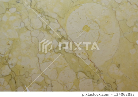 Ammonite fossils on a marble wall 124062882