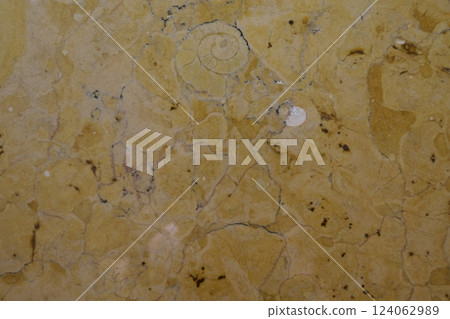 Ammonite fossils on a marble wall Ammonite fossils on a marble wall 124062989