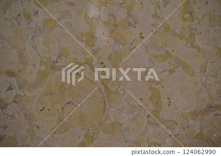 Ammonite fossils on a marble wall Ammonite fossils on a marble wall 124062990