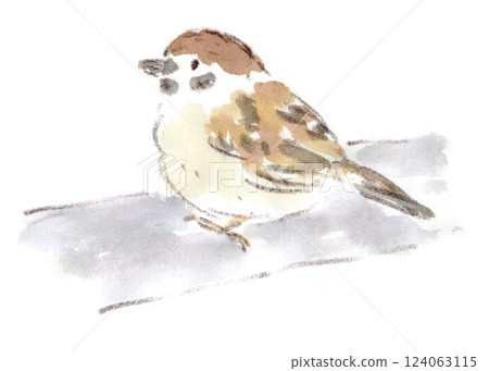 冬天的麻雀水彩插圖 124063115