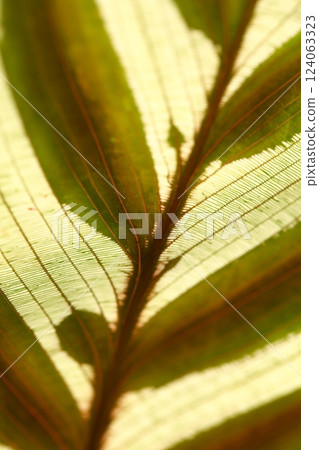 Calathea leaf veins 124063323
