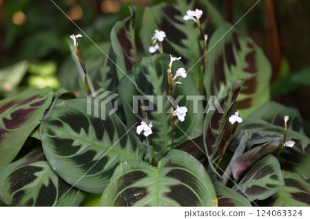 Maranta leuconeura flower Maranta leuconeura flower 124063324