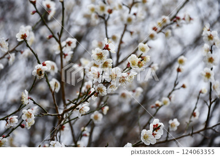 Early spring plum blossoms Early spring plum blossoms 124063355
