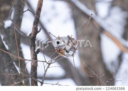 埃佐莫加 埃佐莫加 124063366