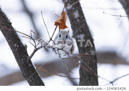 Ezomomonga 124063426