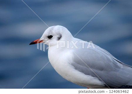 Black-headed Gull Profile 124063462