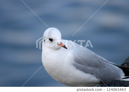 Black-headed gulls on the riverbank 124063463