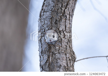 Ezomomonga 124063472