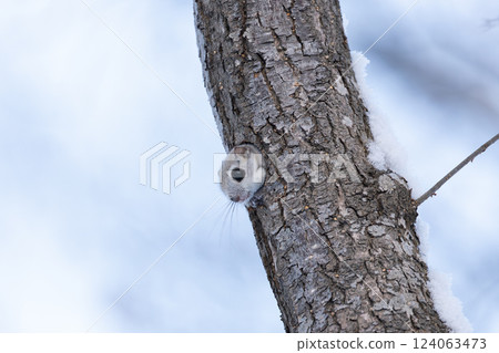 埃佐莫加 124063473