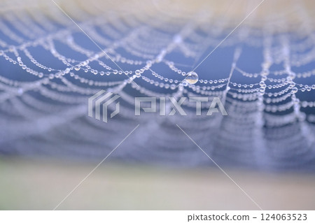 Image of morning dew drops Image of morning dew drops 124063523